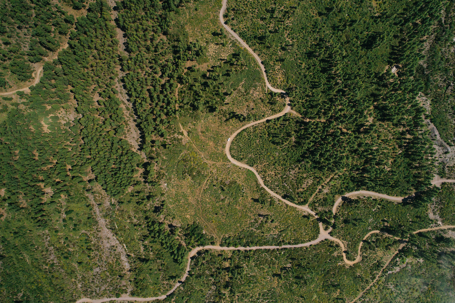 Aerial View of Green Forest